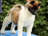 1 chiot femelle Akita Américain disponible à la vente (LOF)