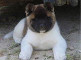 1 chiot femelle Akita Américain disponible à la vente (LOF)