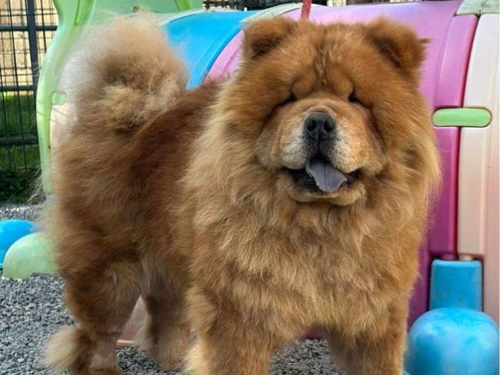 Chien adulte femelle Chow Chow à réserver (LOF)