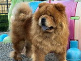 Chien adulte femelle Chow Chow à réserver (LOF)