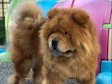 Chien adulte femelle Chow Chow à réserver (LOF)