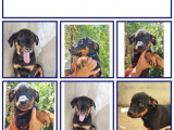 3 chiots mâles Beaucerons LOF à vendre