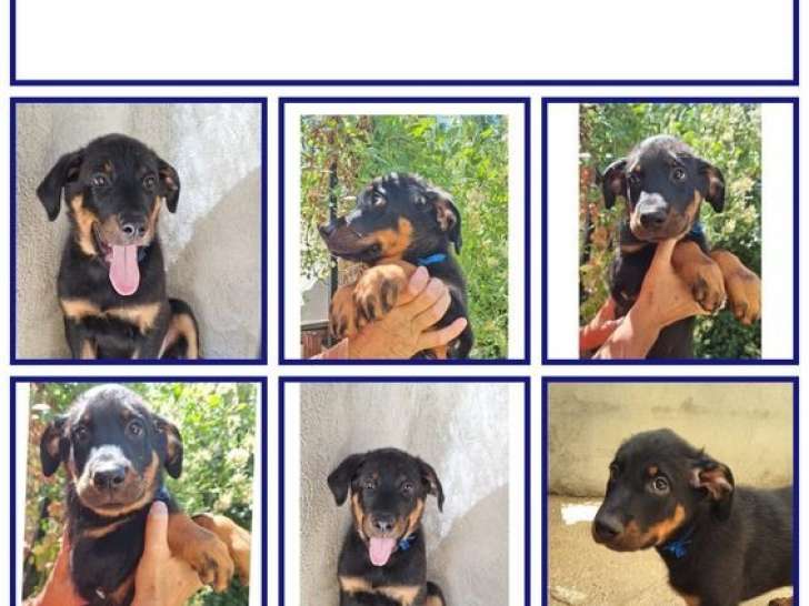 3 chiots mâles Beaucerons LOF à vendre