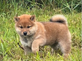 Chiot femelle Shiba Inu LOF disponible à la vente