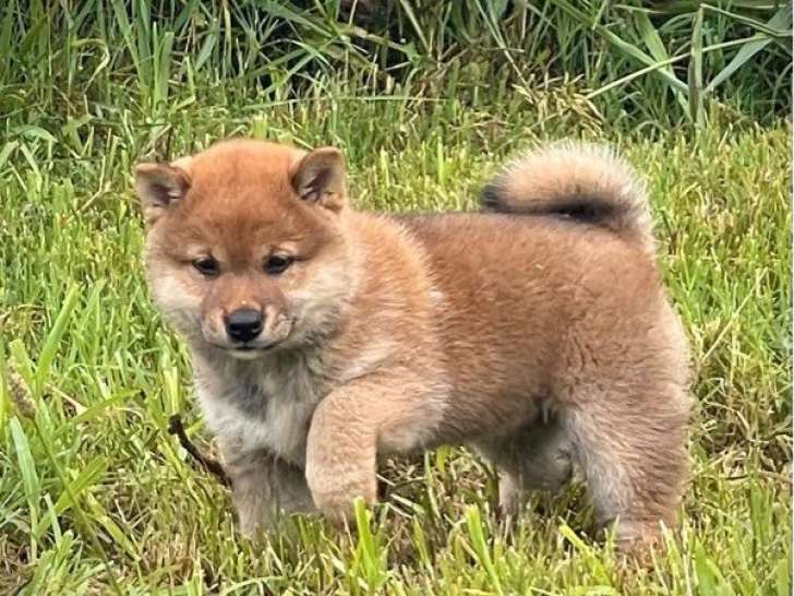 Chiot femelle Shiba Inu LOF disponible à la vente