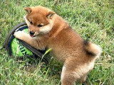 Chiot femelle Shiba Inu LOF disponible à la vente