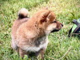 Chiot femelle Shiba Inu LOF disponible à la vente