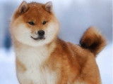 Chiot femelle Shiba Inu LOF disponible à la vente