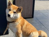 Chiot femelle Shiba Inu LOF disponible à la vente