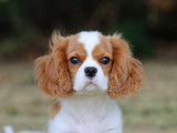 Chiot mâle Cavalier King Charles LOF à vendre