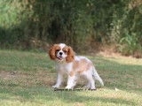 Chiot mâle Cavalier King Charles LOF à vendre