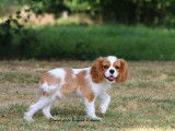 Chiot mâle Cavalier King Charles LOF à vendre