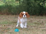 Chiot mâle Cavalier King Charles LOF à vendre