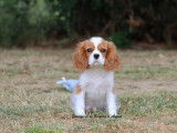 Chiot mâle Cavalier King Charles LOF à vendre