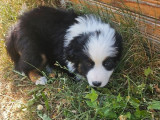 À vendre, 2 chiots Bergers Américains Miniatures (LOF)