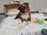 À vendre, 2 chiots Bergers Américains Miniatures (LOF)
