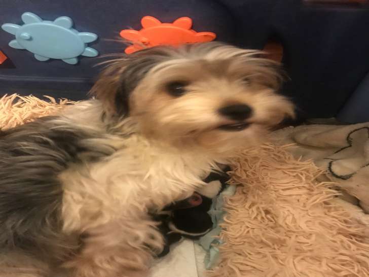 Chiots de type Biewer Yorkshire à vendre (1 femelle & 2 mâles)