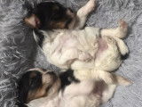 Chiots Biewer Yorkshire à vendre (1 femelle & 2 mâles)