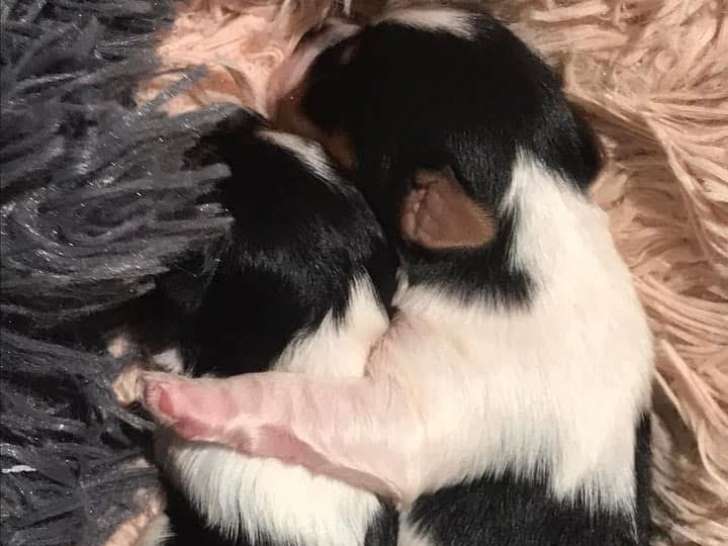Chiots Biewer Yorkshire à vendre (1 femelle & 2 mâles)