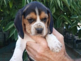5 chiots Beagles à vendre (non LOF)
