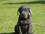 2 chiots Cane Corso LOF disponibles à la vente