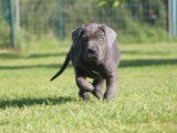 2 chiots Cane Corso LOF disponibles à la vente