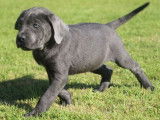 2 chiots Cane Corso LOF disponibles à la vente