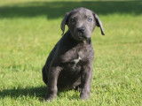 2 chiots Cane Corso LOF disponibles à la vente