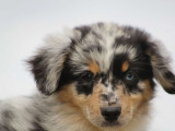 1 chiot femelle Berger Américain Miniature à vendre (LOF)