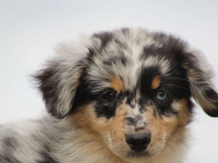 1 chiot femelle Berger Américain Miniature à vendre (LOF)
