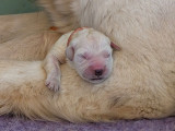 2 chiots femelles Golden Retrievers LOF à réserver