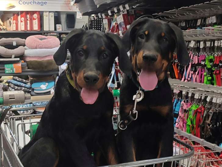 Chiot mâle Beauceron LOF noir et feu à vendre