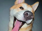 Nickky, mâle Akita Inu disponible pour saillie