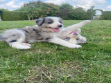 Chiots Border Collie à vendre