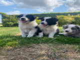 Chiots Border Collie à vendre