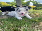 Chiots Border Collie à vendre