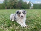 Chiots Border Collie à vendre