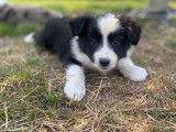 Chiots Border Collie à vendre