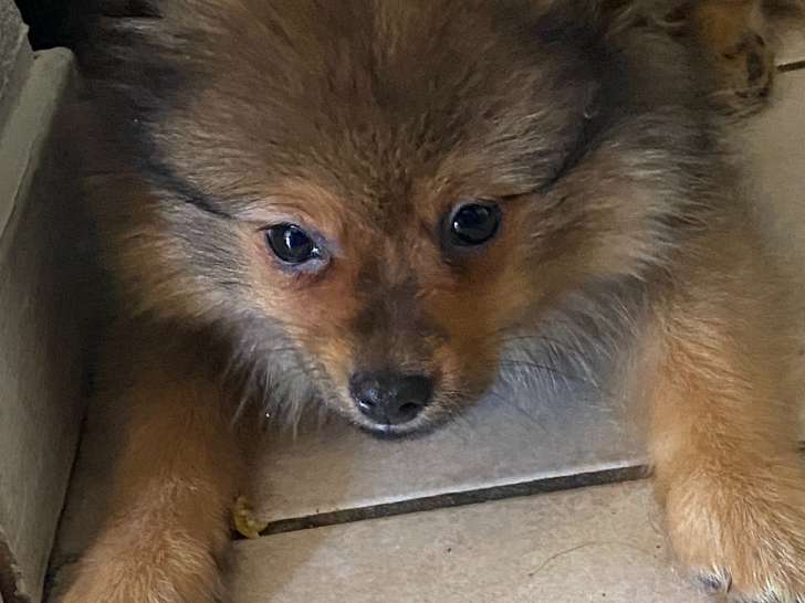 Chiot femelle Spitz Nain à vendre