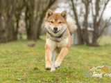 À vendre une chienne Shiba Inu LOF de 2 ans