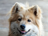 Une chienne Eurasier de 4 ans fauve LOF à acheter