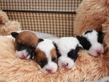 À réserver 4 chiots Jack Russell Terriers (LOF)