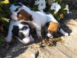 À réserver 4 chiots Jack Russell Terriers (LOF)