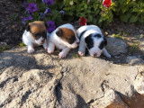 À réserver 4 chiots Jack Russell Terriers (LOF)