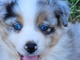 À vendre un chiot mâle Berger Américain Miniature bleu merle (LOF)