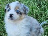 À vendre un chiot mâle Berger Américain Miniature bleu merle (LOF)