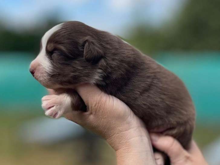 6 chiots Bergers Australiens LOF à réserver
