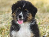 Des chiots Bergers Australiens noir tricolore LOF à acheter