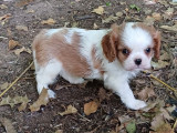 2 chiots mâles Cavaliers King Charles blenheim LOF à réserver