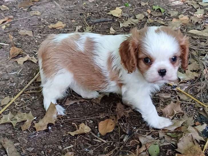 2 chiots mâles Cavaliers King Charles blenheim LOF à réserver